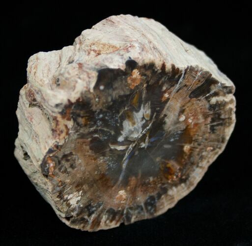 Petrified Wood - Limb Slice From Madagascar #1806